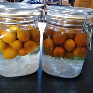 きんかん酒 レシピ 作り方 By ken1 楽天レシピ きんかん酒 レシピ 作り方 By ken1 楽天レシピ
